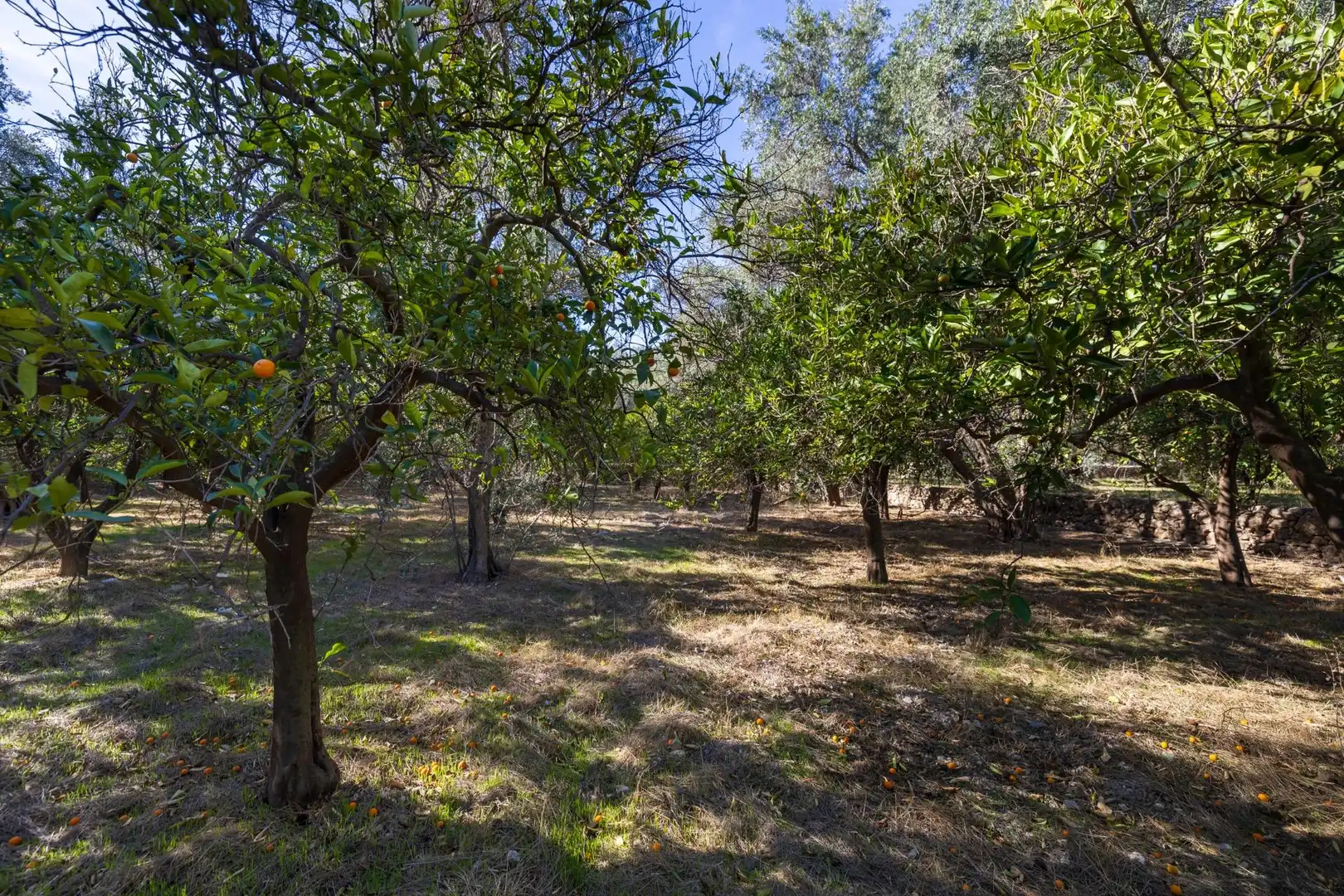 Land for sale in Lecrín