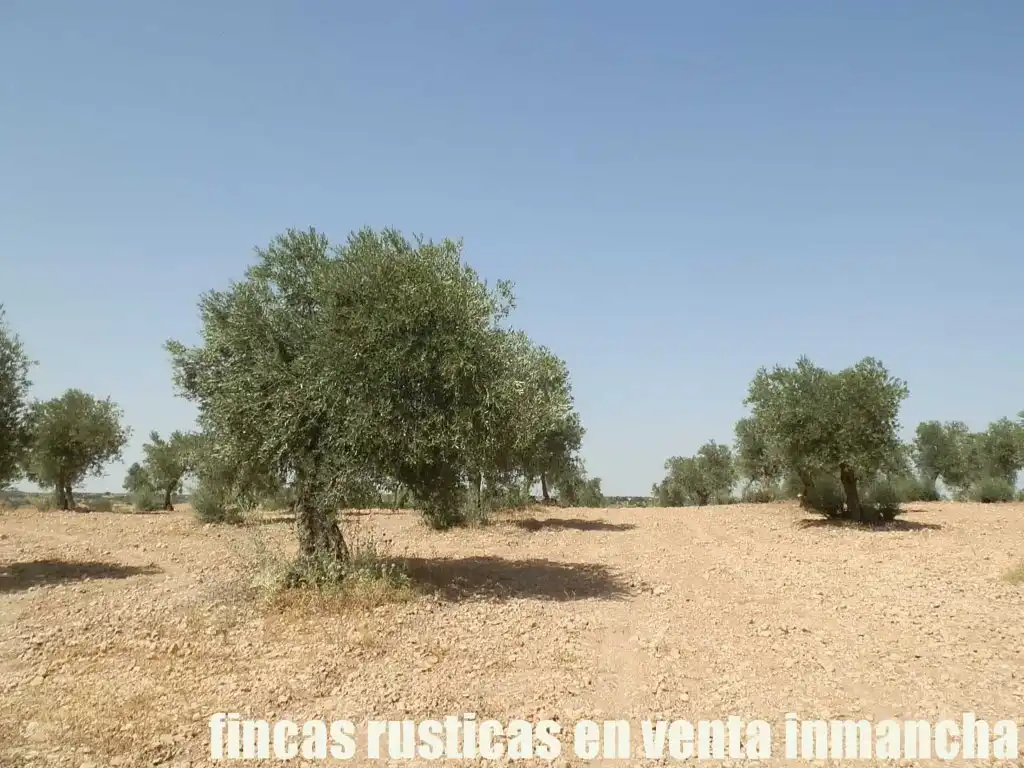 Terreni e lotti in vendita a Mota del Cuervo, imagen 16