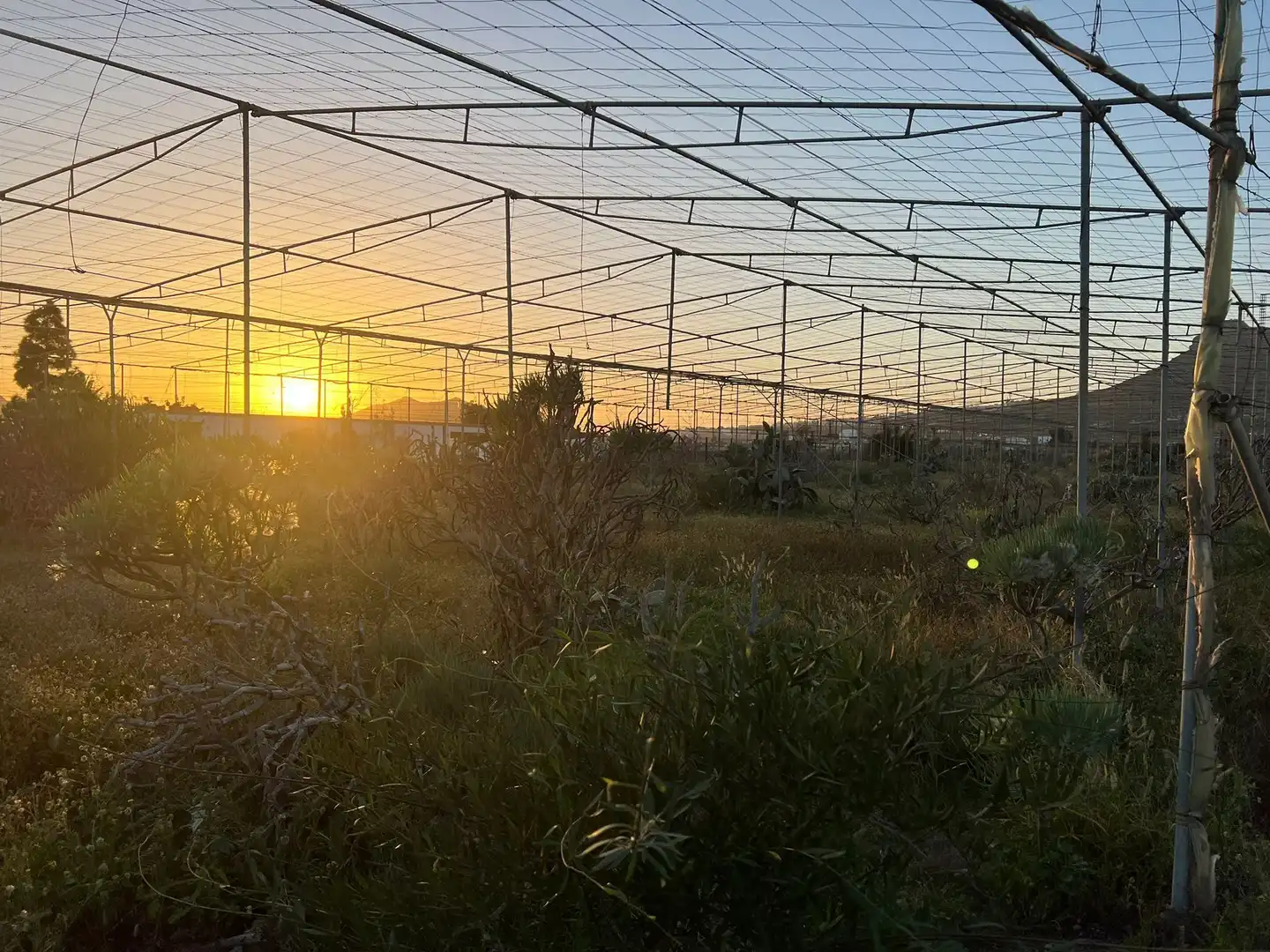 Garten von Grundstücke zum Verkauf in Arona