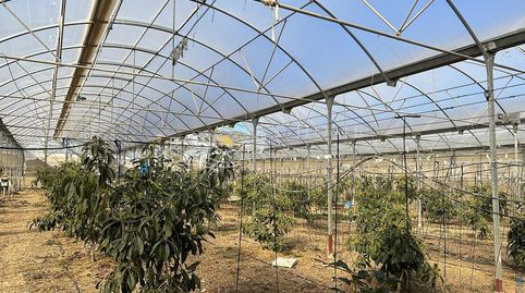 4.600 M2 DE INVERNADERO, imatge 2