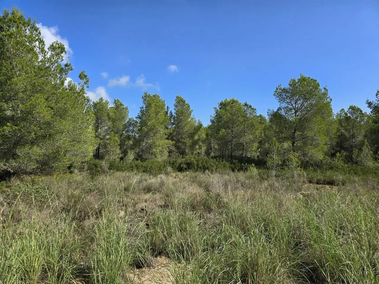 Terrain résidentiel à vendre à Calle de la Tasca 207, imagen 3