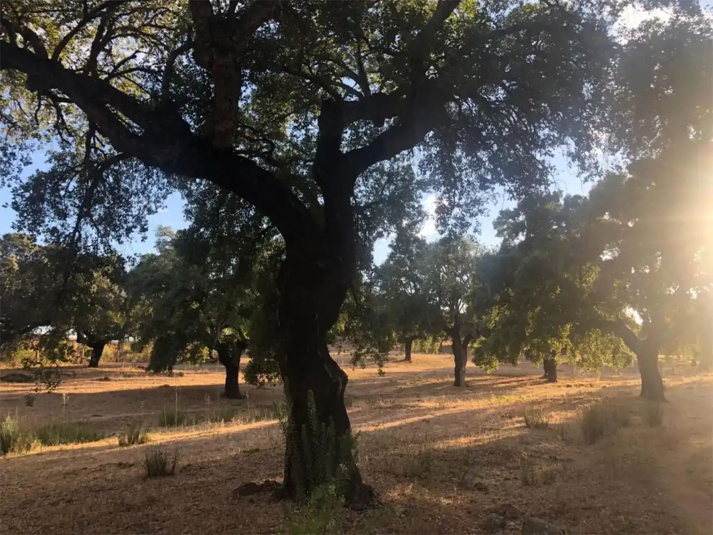 Pis en venda en Cáceres