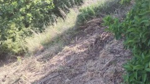 FINCA DE AGUACATES EN ITRABO, immagine 5