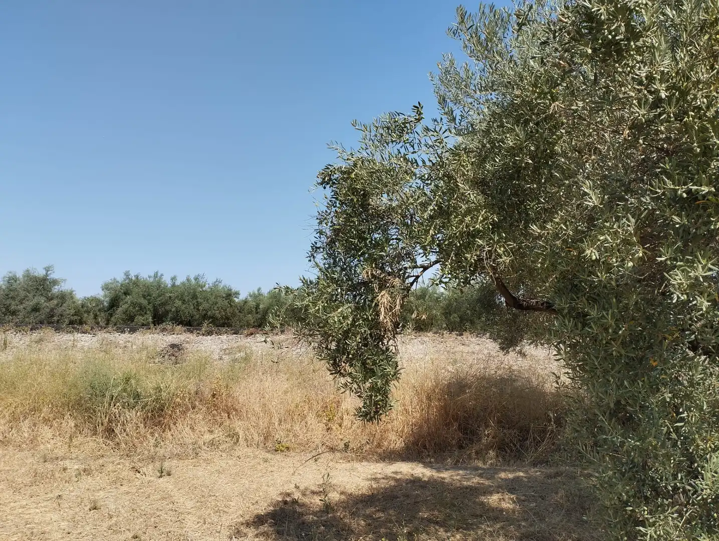 Terreno rustico in vendita a Avenida Fuente de las Piedras, imagen 10