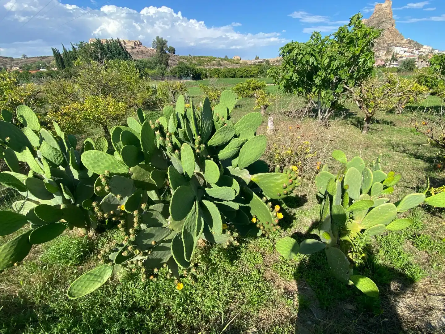 Terreny rústic en venda a Pedanías Norte, imagen 3