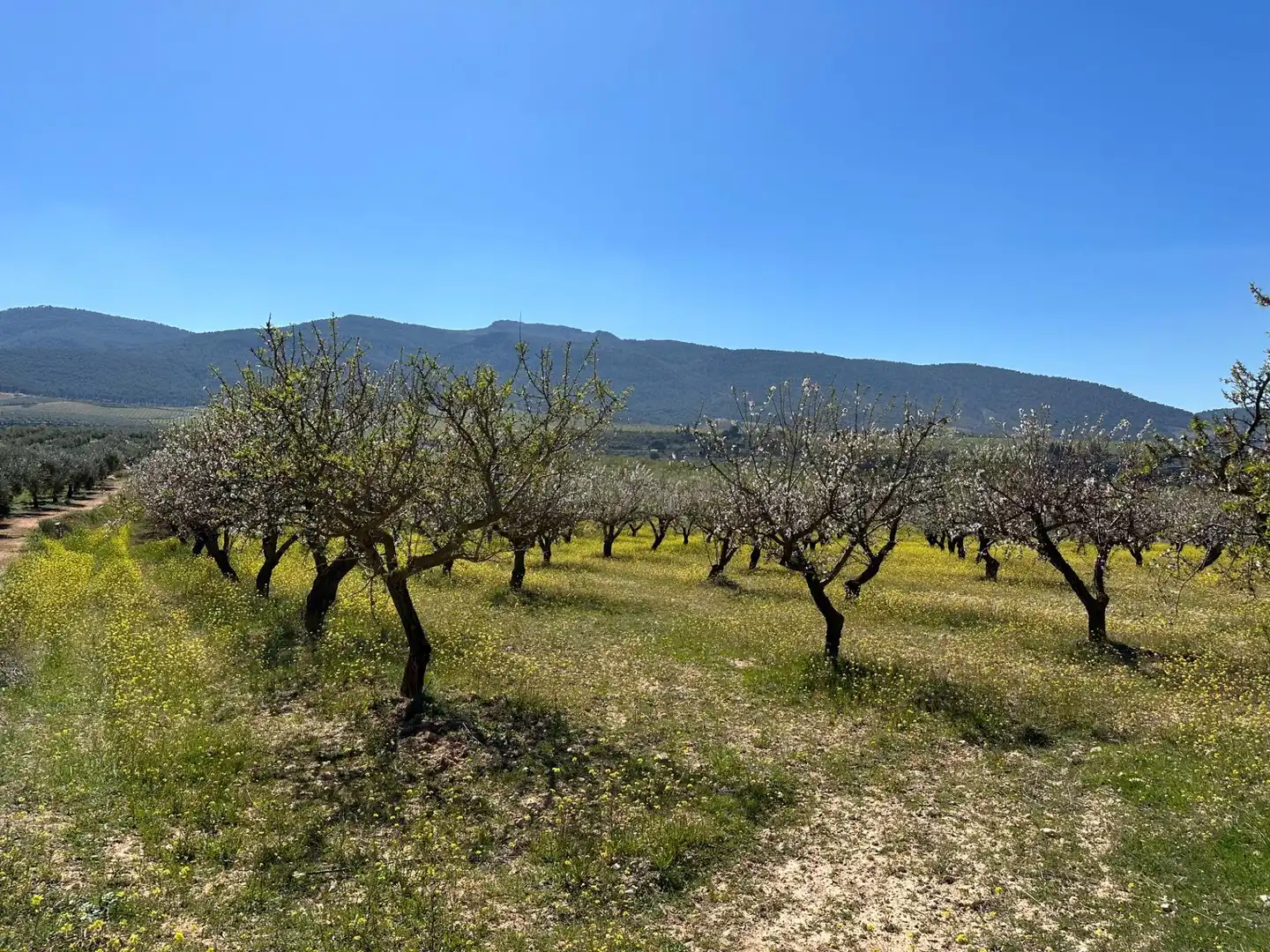 Terreno rustico in vendita a Dílar