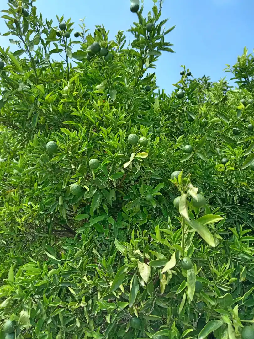 Jardí de Casa o xalet en venda en Benigembla