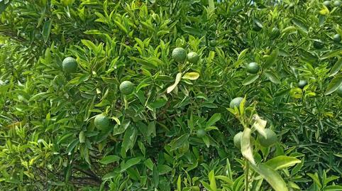 Photo 4 of Houses for sale in Camí de L'oliva, 20, Benigembla, Alicante