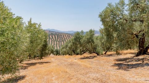 Photo 5 of Land for sale in Archidona, Málaga