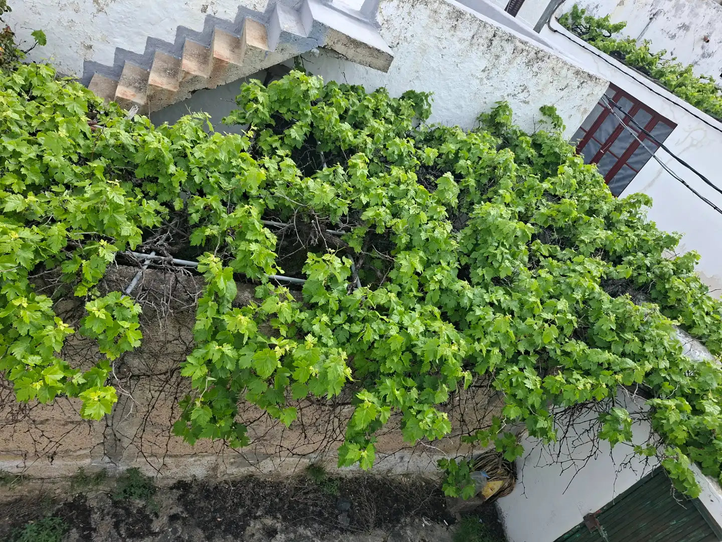 Jardín de Finca rústica en venta en Santiago del Teide con Jardín privado