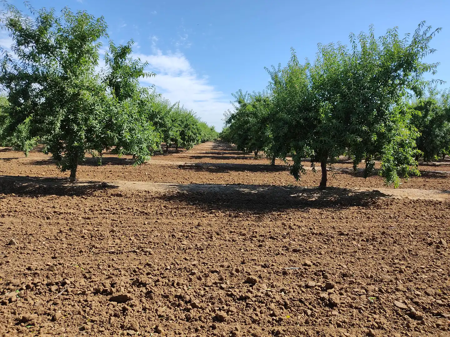 Land for sale in Utrera