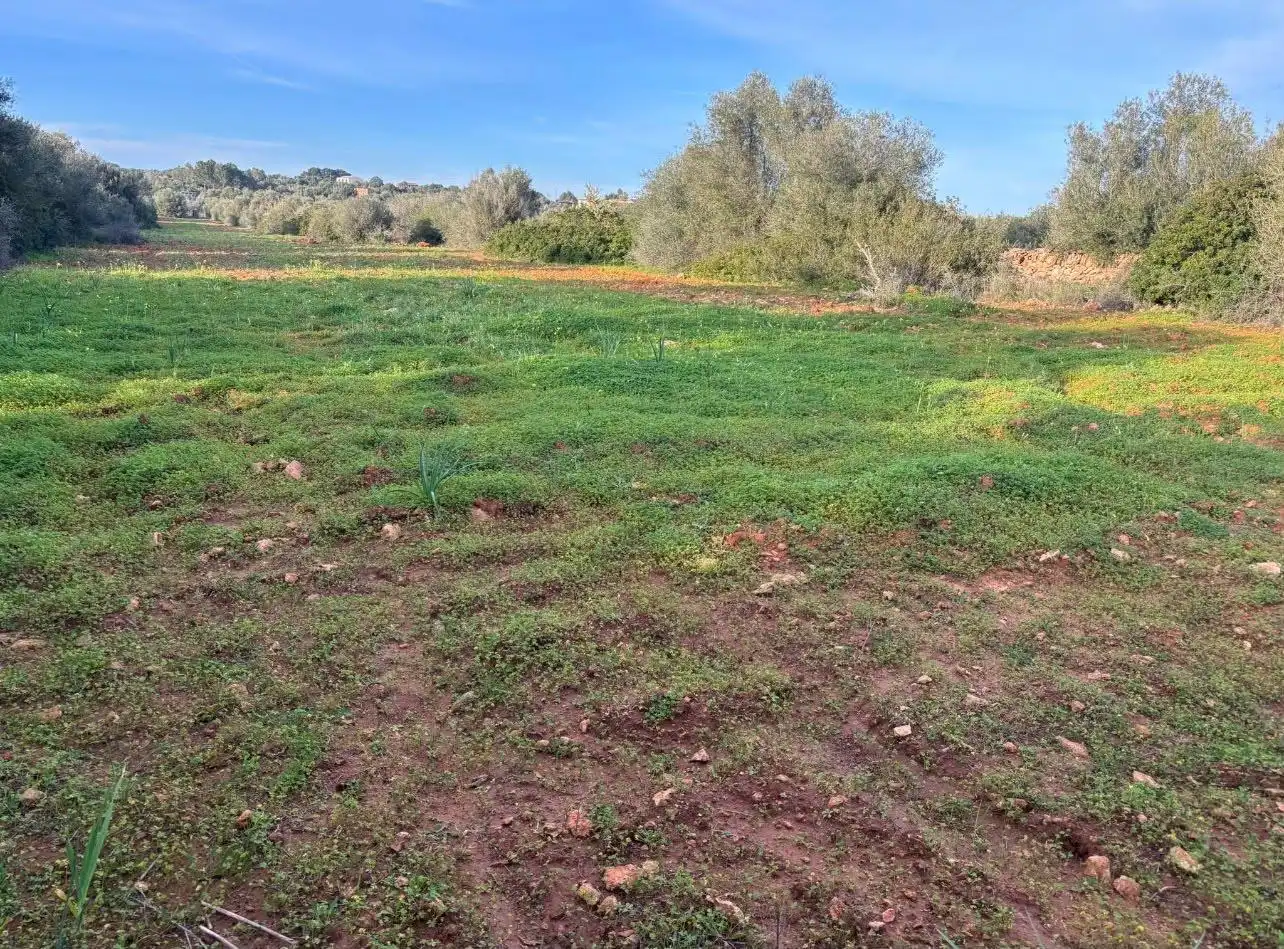 Terreny residencial en venda a Ses Salines Poble, imagen 10