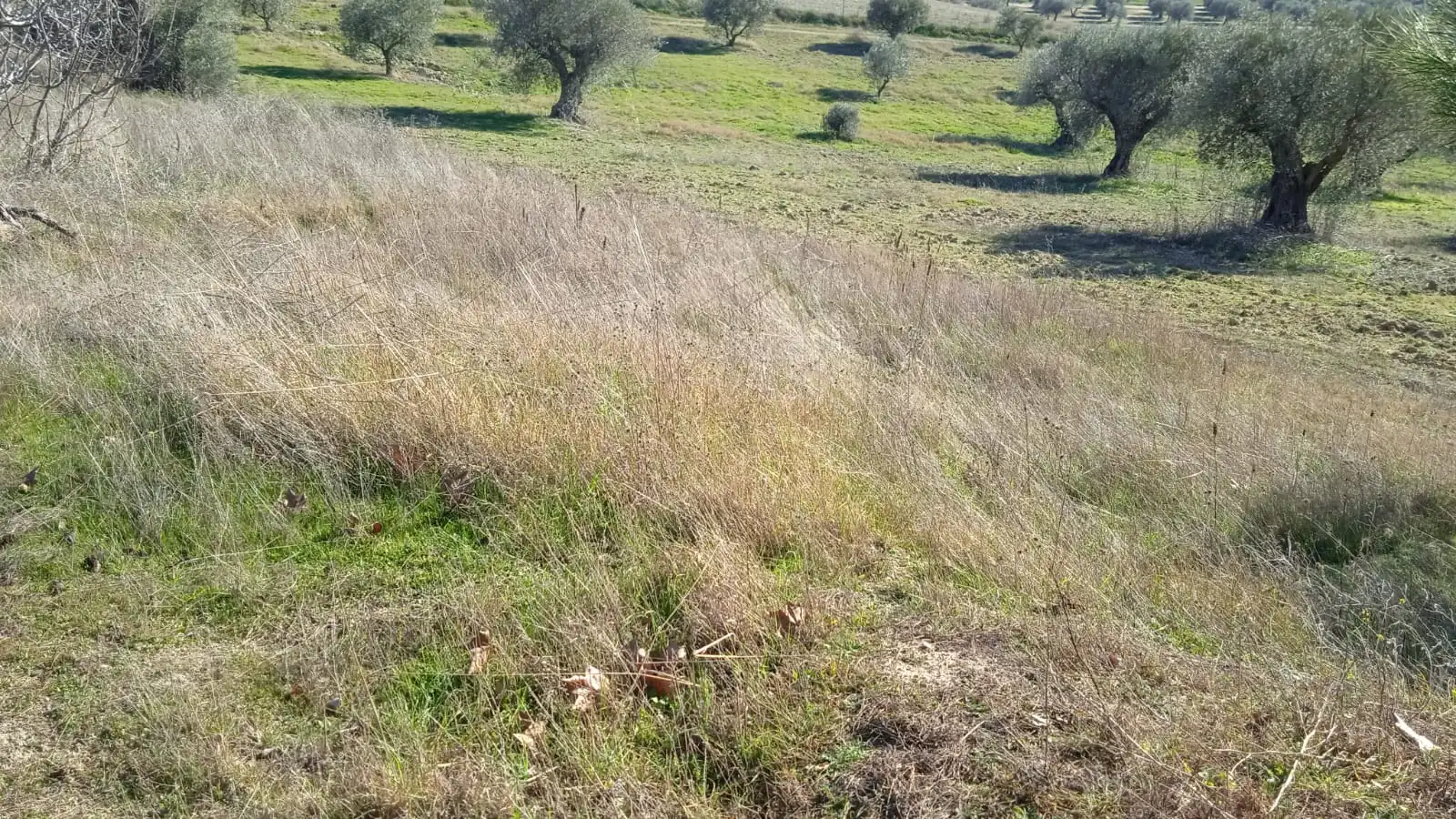 Terreno en venta en Illán de Vacas