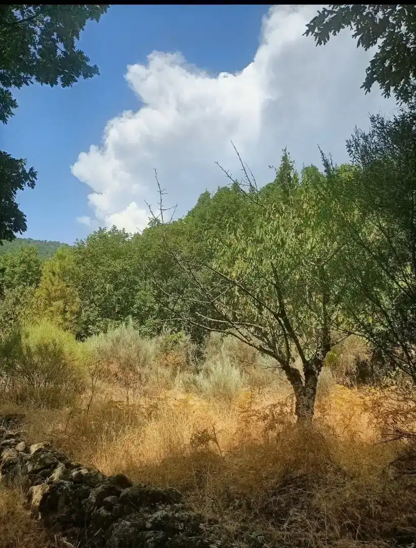 Finca rústica en venda en El Arenal 