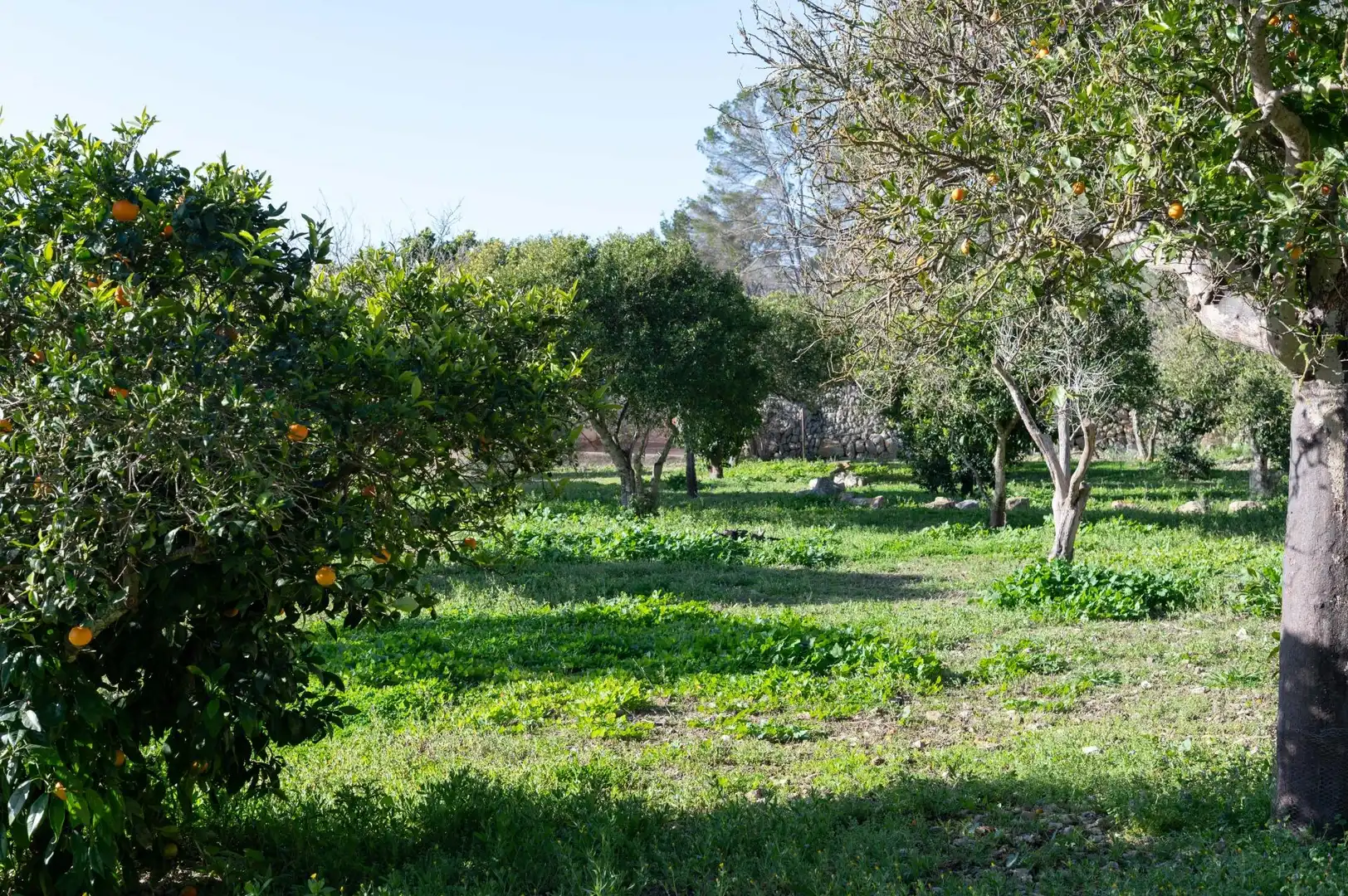 Casa rustica con giardino in vendita a Sineu, imagen 5