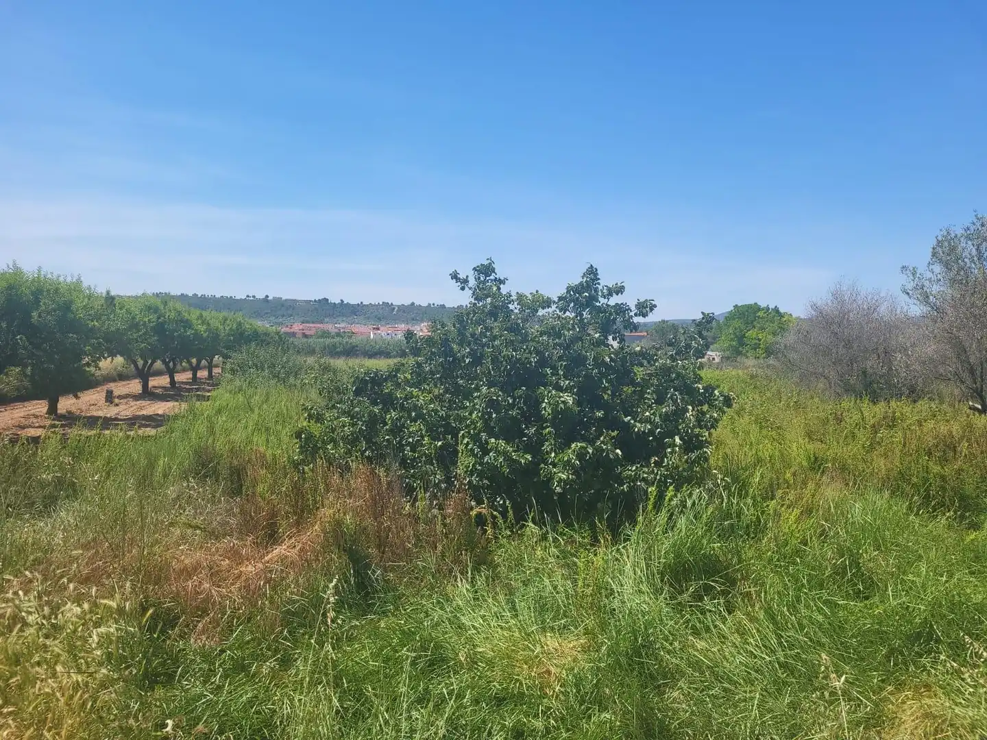Terreny rústic en venda a Vall d'Alba, imagen 9