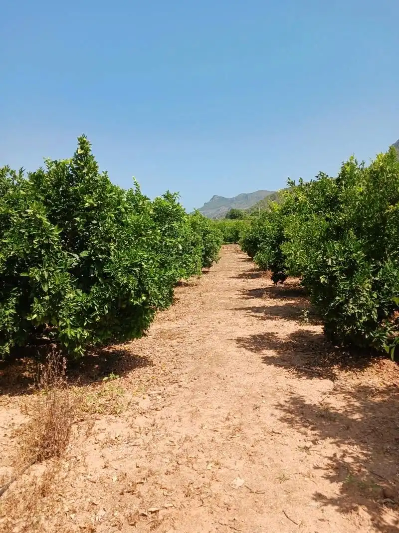 Terreny rústic en venda a Palma de Gandia