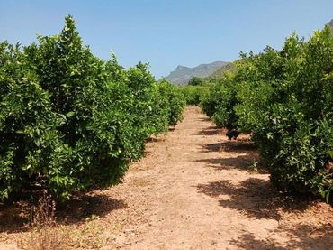 Terreny rústic en venda a Palma de Gandia