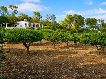 Casa rustica in vendita a Algaida