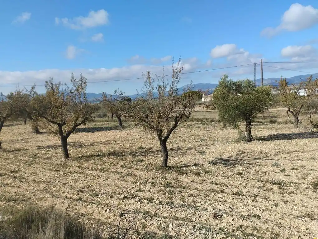 Terreno rústico en venta en Carrer Mestre Barbieri