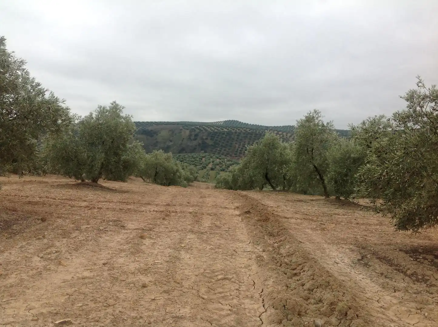 Terrenos y solares en venta en Centro, imagen 2