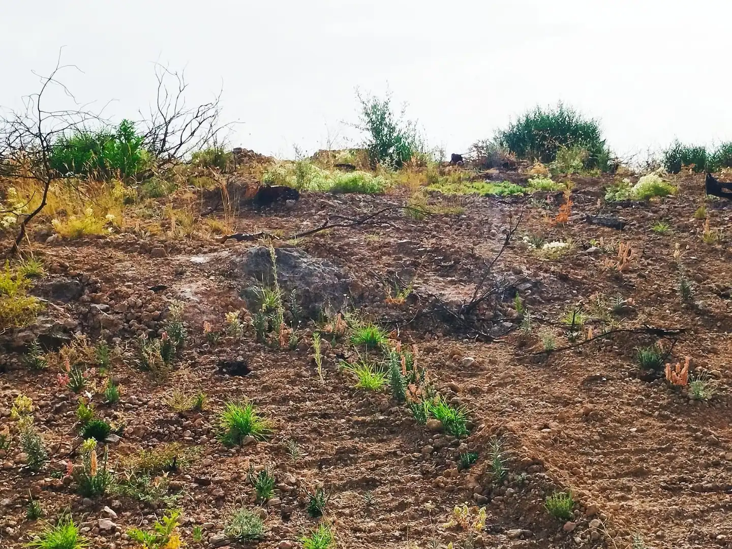 Terrain rustique à vendre à Xerta, imagen 19