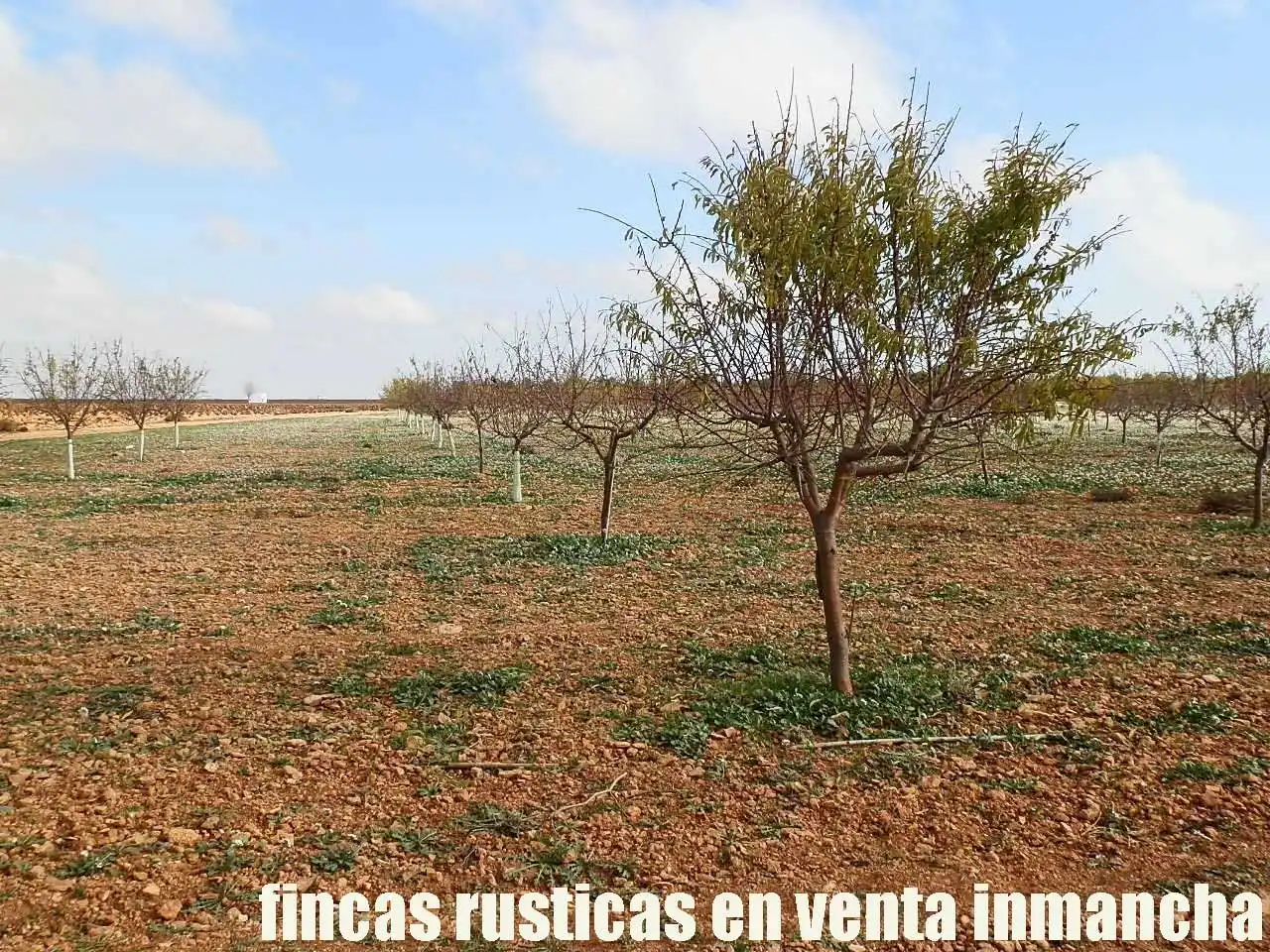 Terreno rústico en venta en Tomelloso, imagen 3