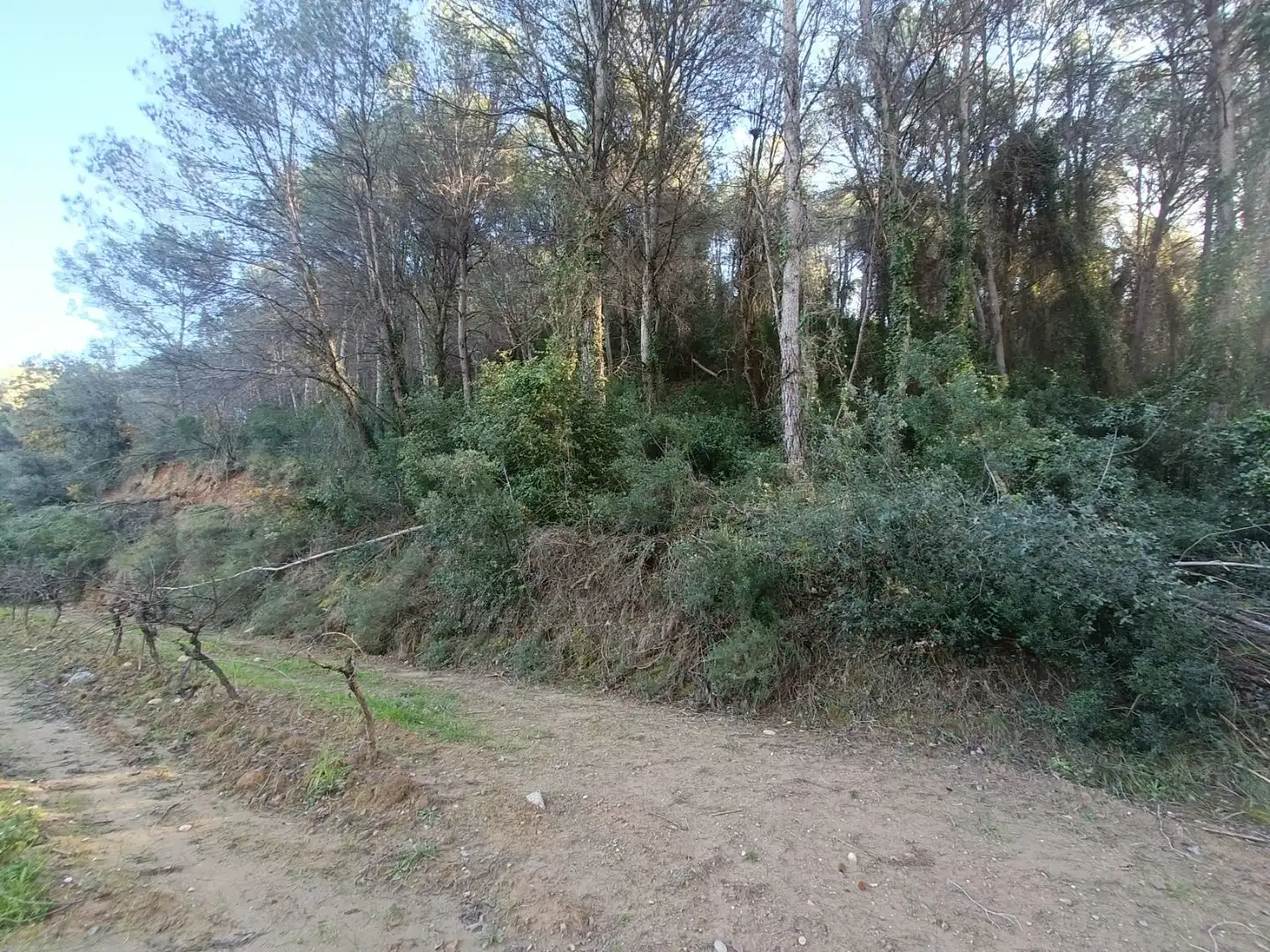 Terreno rústico en venta en Carretera de piera 1, imagen 2
