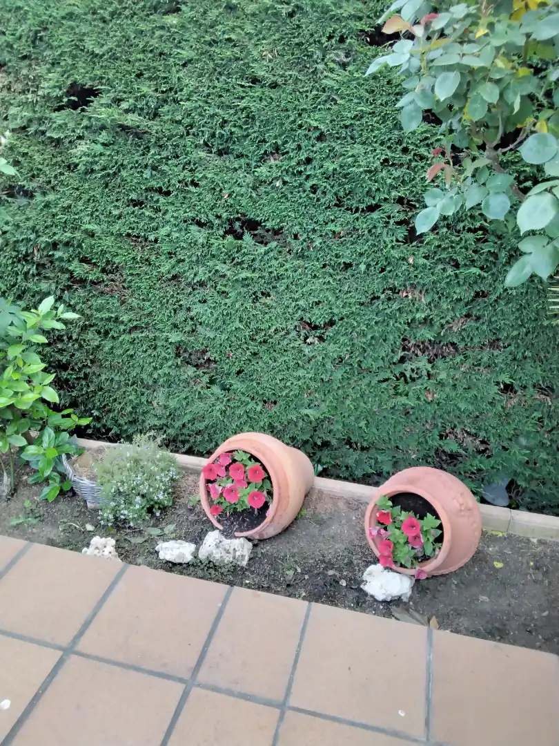Jardí de Casa o xalet en venda en Colmenar Viejo amb Aire condicionat, Calefacció i Jardí privat