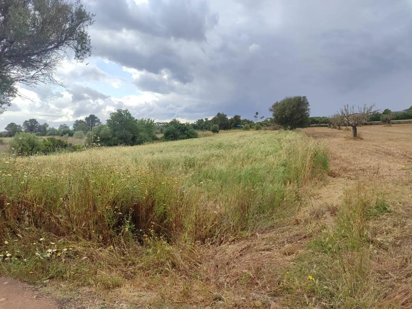 Terreno rústico en venta en Sencelles, imagen 5
