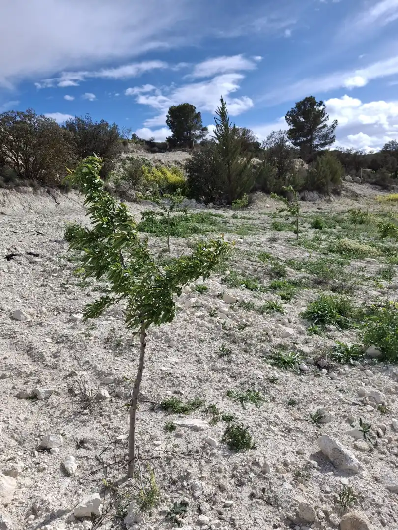 Terreno en venta en María