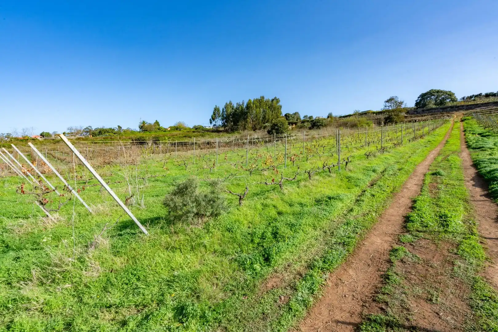 Land for sale in Tacoronte