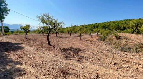 FINCA RUSTICA EN EL CORAZON DE LA MONTAÑA  DE CASTALLA, immagine 3