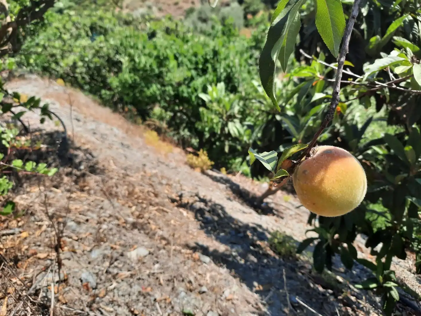 Terrenys i solars en venda a Canillas de Aceituno