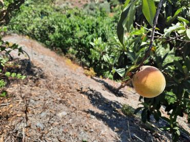 Rural land for sale in Canillas de Aceituno