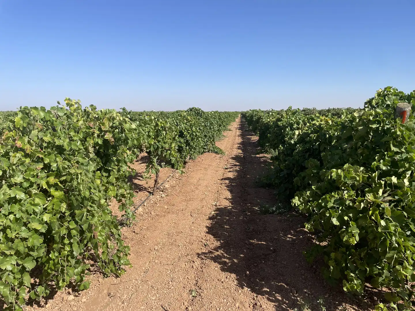 Rural land for sale in Argamasilla de Alba, imagen 25