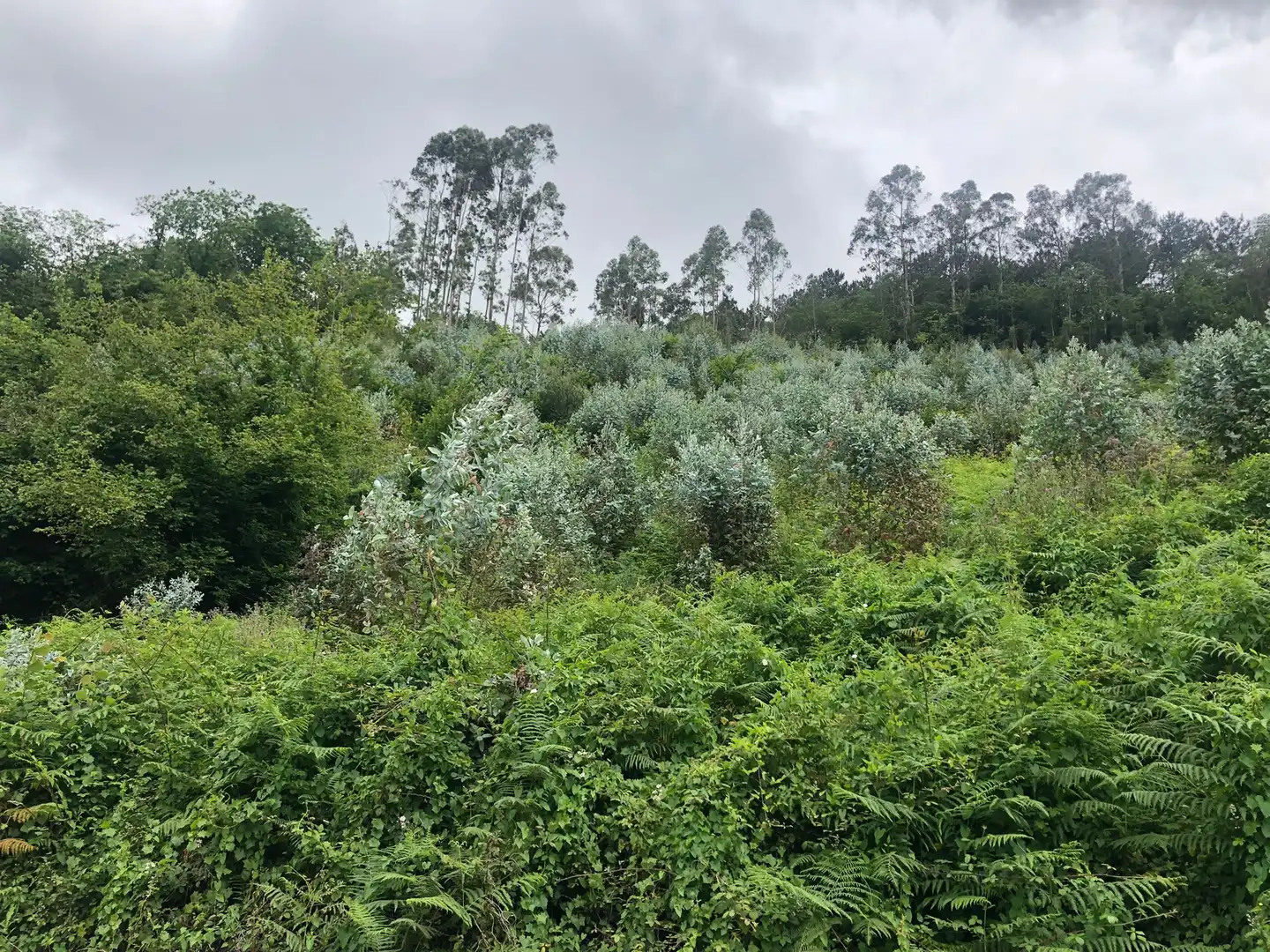 Terreno rustico in vendita a Rural, imagen 12