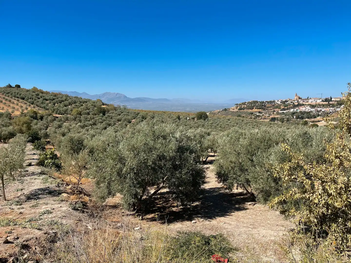 Terrenos y solares en venta en Úbeda