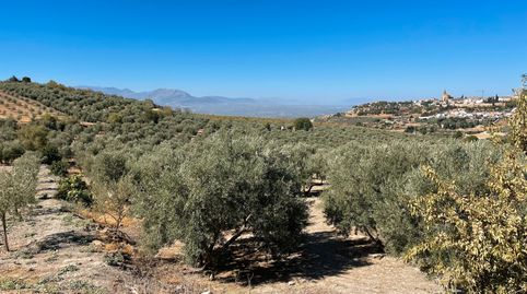 SE VENDE FINCA 700 OLIVOS EN ÚBEDA