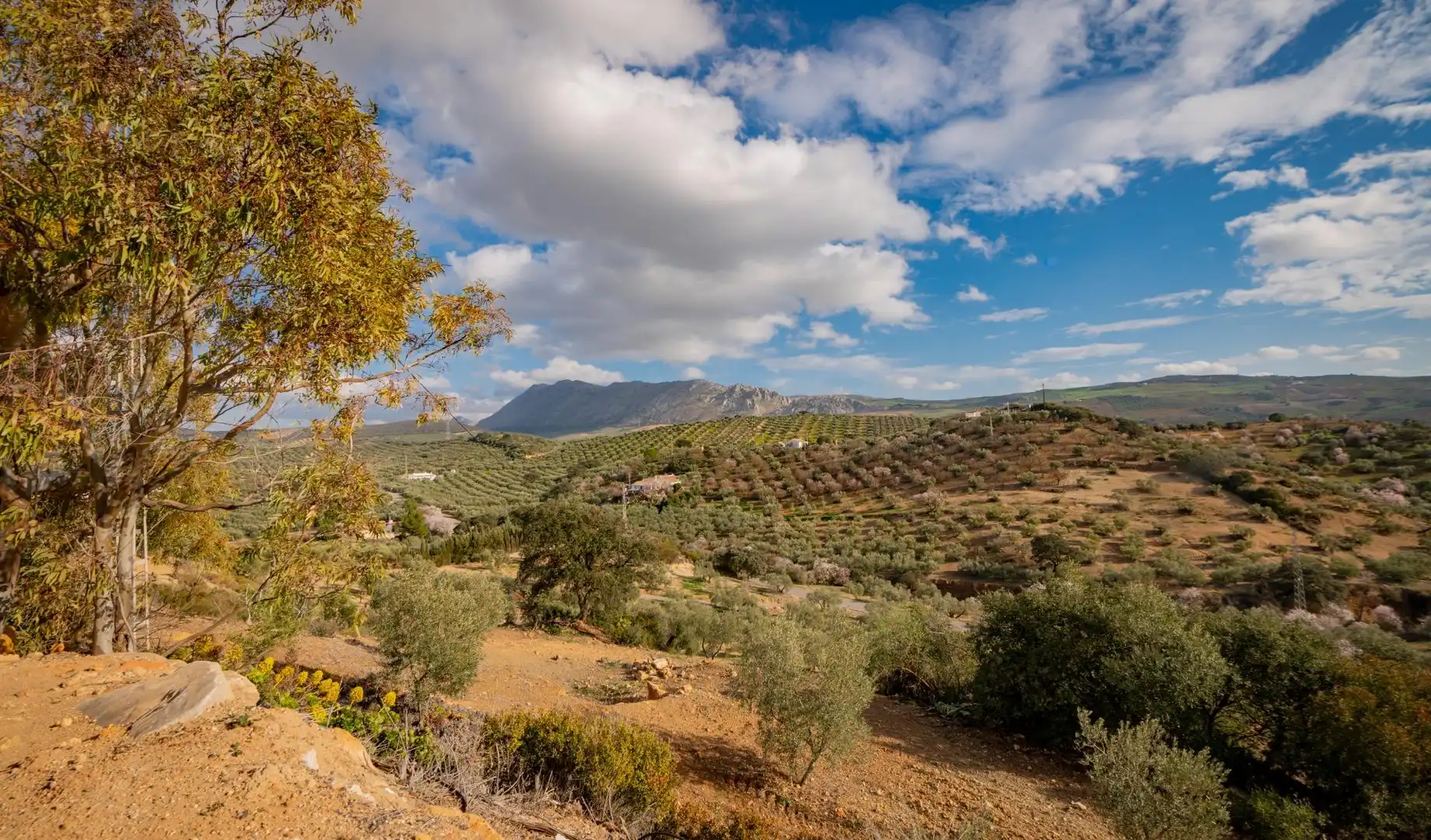 Vista exterior de Finca rústica en venta en Antequera