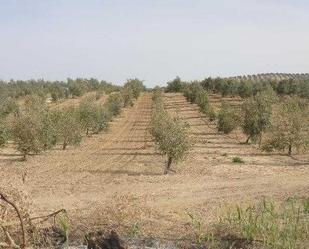 Terreny en venda en Lahiguera