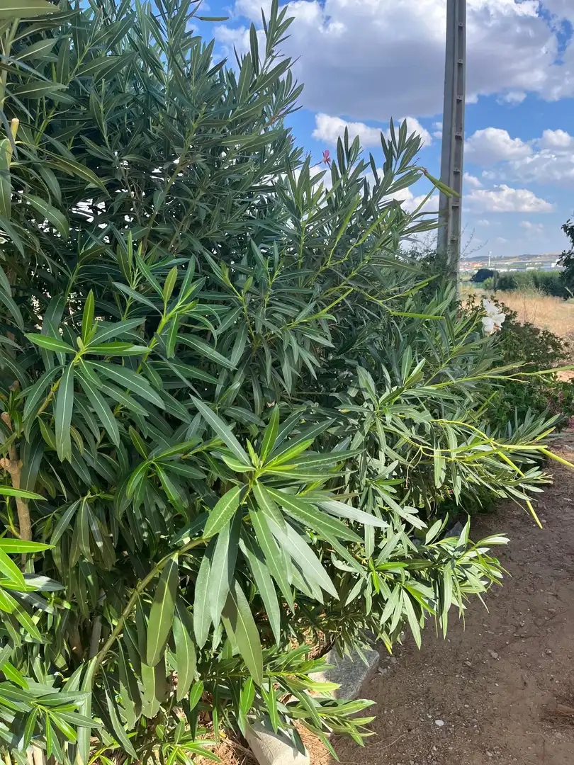 Jardín de Casa o chalet en venta en Toledo con Jardín privado, Trastero y Amueblado