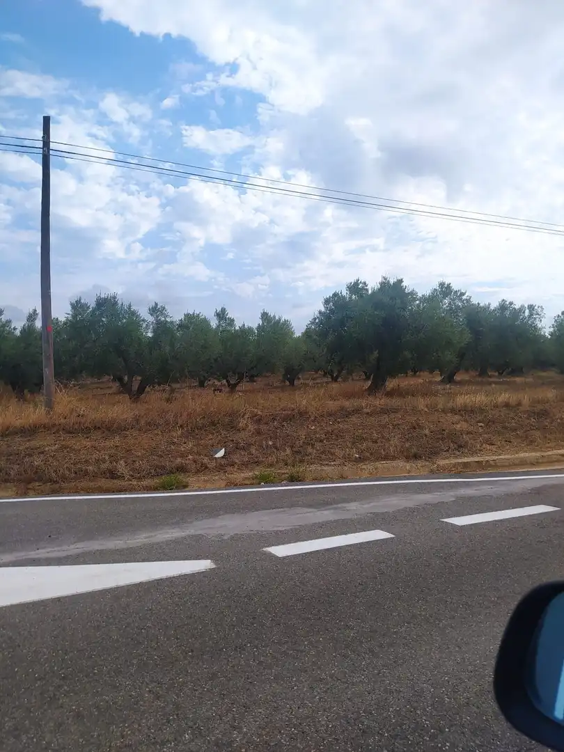 Terreny rústic en venda a Montbrió del Camp, imagen 11