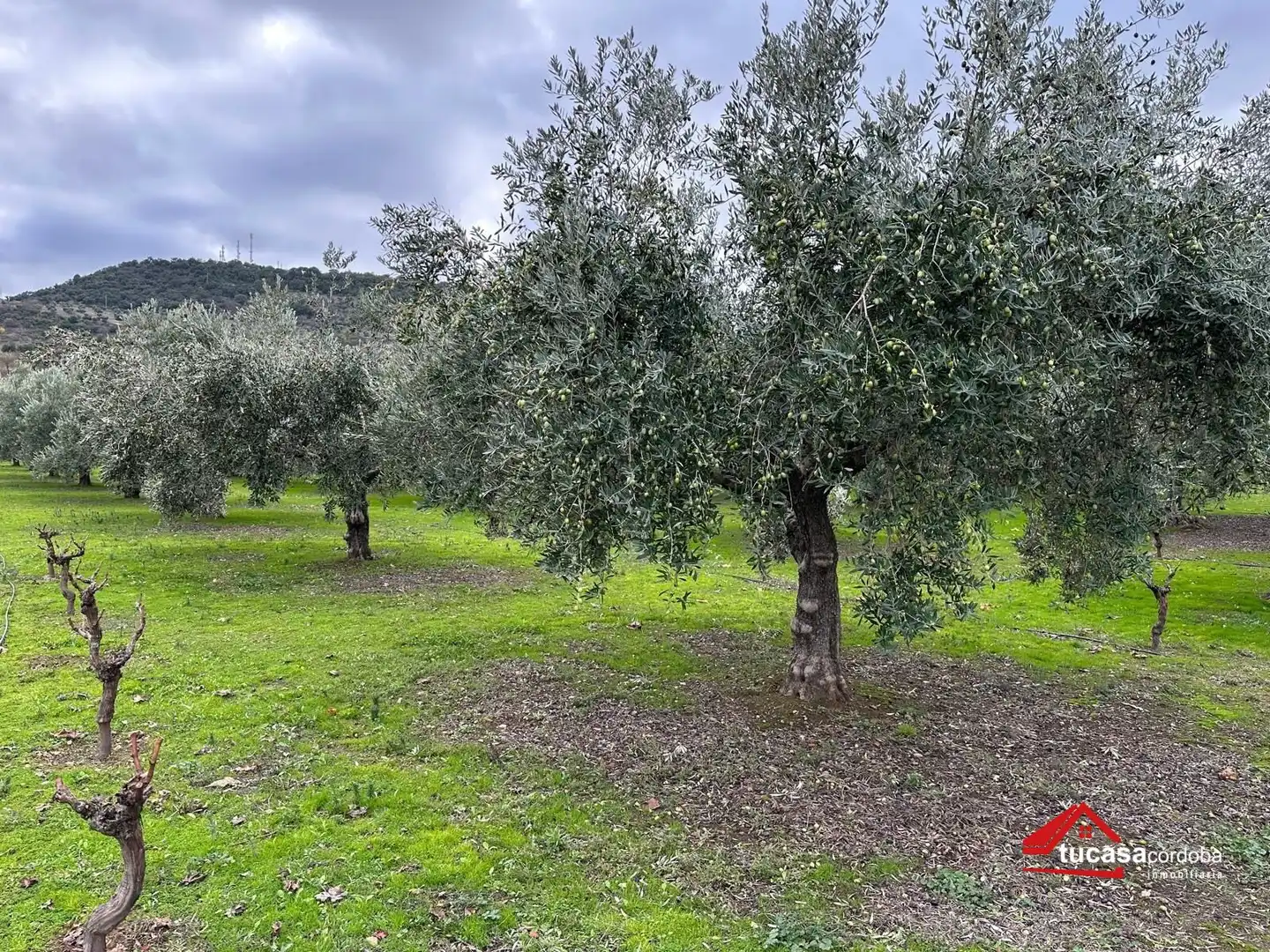 Terreno rustico in vendita a Villanueva del Rey, imagen 10