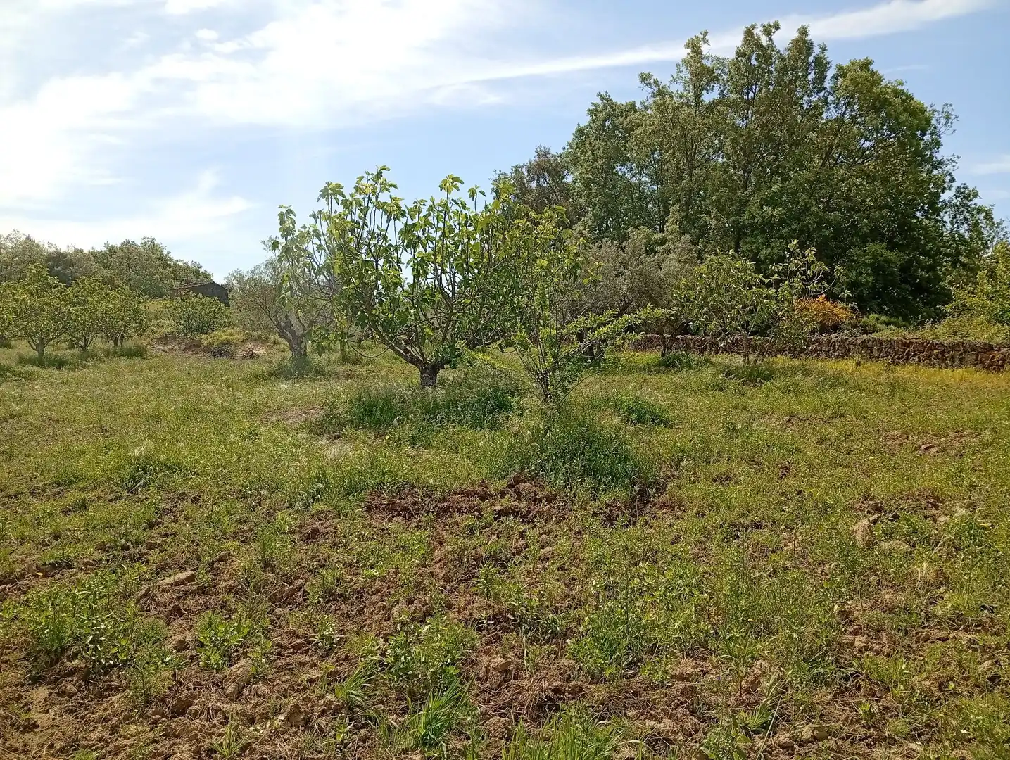 Terreni e lotti in vendita a Villanueva de la Vera, imagen 30