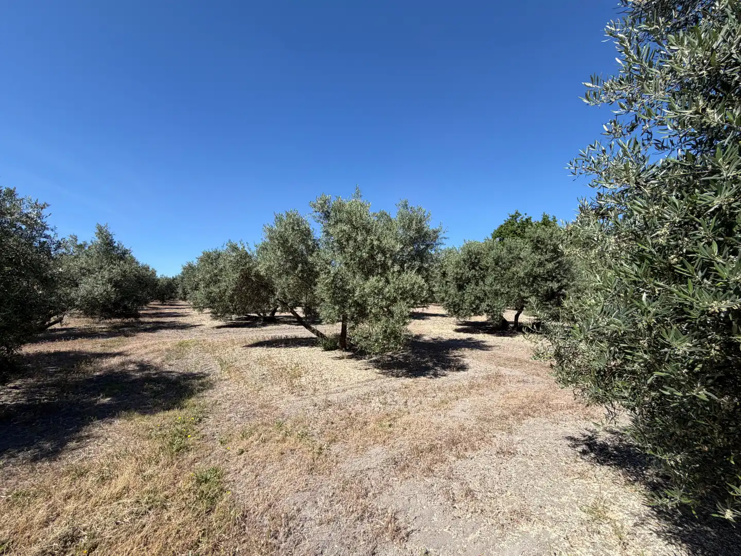 Terrenos y solares en venta en Carretera, imagen 4