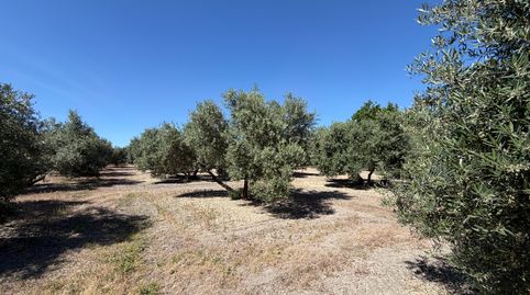 SE VENDE PARCELA 9.000M2 EN URBANIZACIÓN BÉTULA, immagine 4