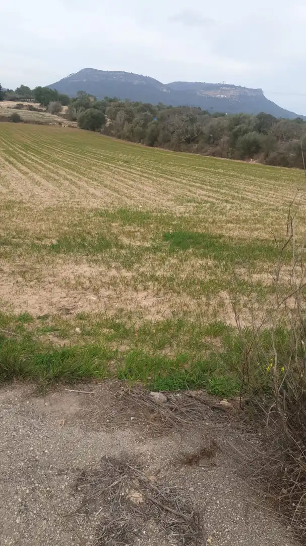 Terreno rustico in vendita a Llucmajor pueblo