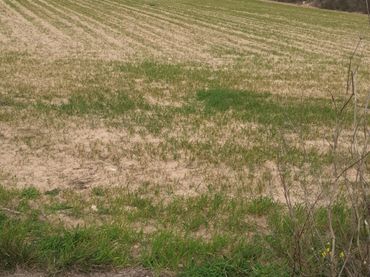 Terreno rustico in vendita a Llucmajor pueblo