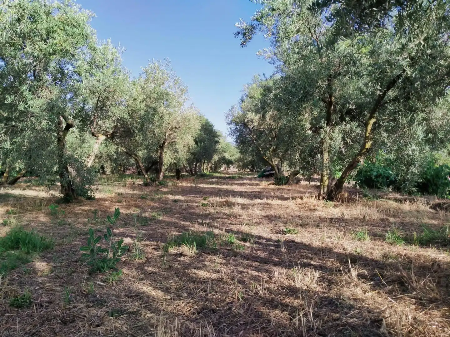 Lands and plots for sale in Nigüelas, imagen 18